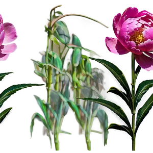 Peony Stem Png 45 PNG Image