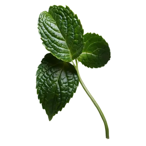 Peppermint Leaves Png 8 PNG Image