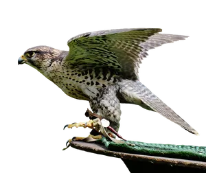 Perched Falcon Spreading Wings PNG Image