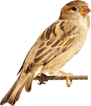 Perched House Sparrow.png PNG Image