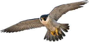 Peregrine Falcon In Flight PNG Image