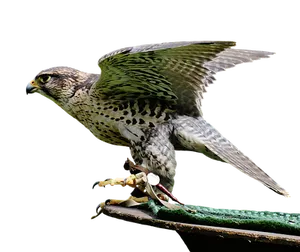 Peregrine Falcon Preparingfor Flight PNG Image