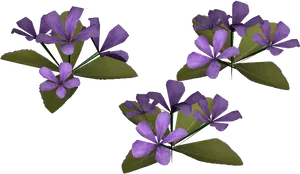 Periwinkle Flowers Transparent Background PNG Image