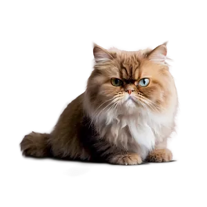 Persian Cat Picture Png Wdg10 PNG Image