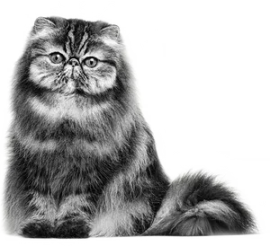 Persian Cat Portrait PNG Image