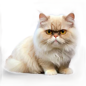 Persian Cat Transparent Acu PNG Image