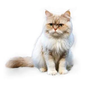 Persian Cat Transparent Vdt3 PNG Image