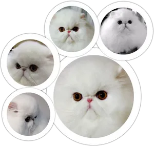 Persian Cats Collage PNG Image