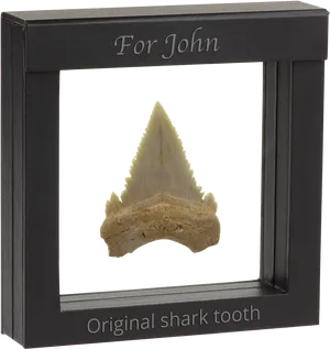 Personalized Shark Tooth Display For John PNG Image