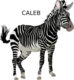 Personalized Zebra Illustration Caleb PNG Image