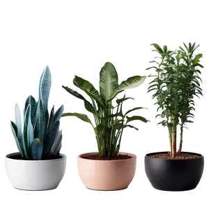 Pet-friendly Indoor Plants Png 06252024 PNG Image