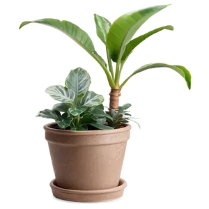 Pet-friendly Indoor Plants Png Eip9 PNG Image