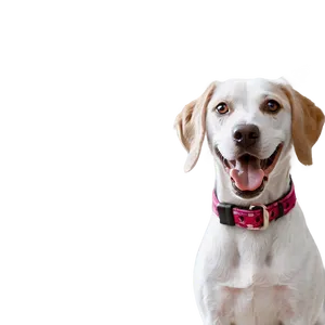 Pet Photography Png 06112024 PNG Image