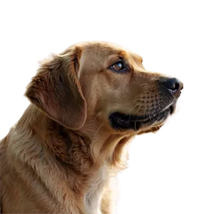 Pet Photography Png Upg PNG Image