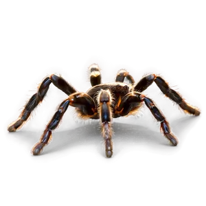 Pet Tarantula Care Guide Png Ndc23 PNG Image