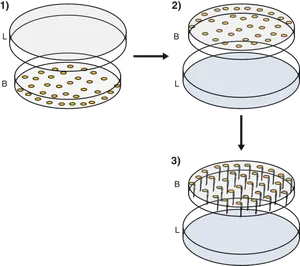 Petri Dish Culture Procedure Illustration PNG Image