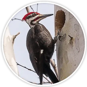 Pileated Woodpecker On Tree PNG Image