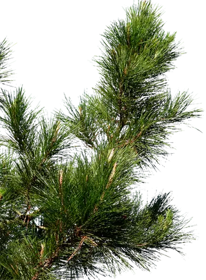 Pine Branch Detail PNG Image