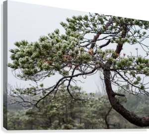 Pine Branch Foggy Forest Latvia PNG Image