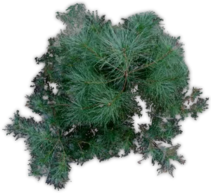 Pine Branch Top View Dark Background.jpg PNG Image