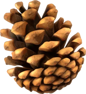 Pine Cone_ Closeup_ Texture PNG Image