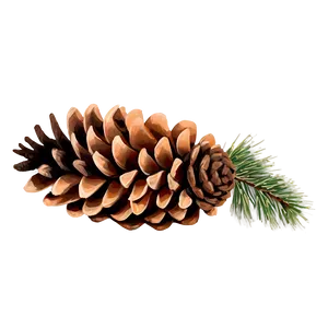 Pine Cone Illustration Png 51 PNG Image