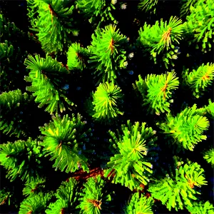 Pine Forest Aerial View Png 06262024 PNG Image