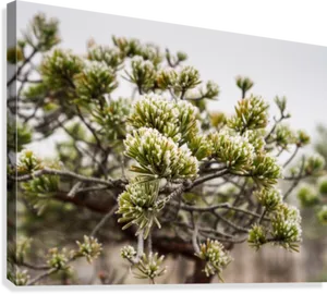 Pine Tree Blossoms Springtime PNG Image