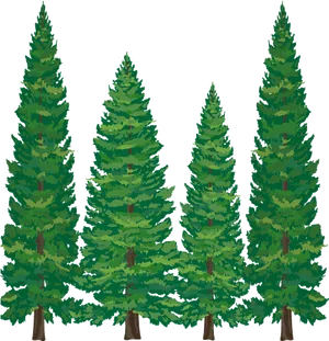 Pine_ Tree_ Collection_ Vector PNG Image