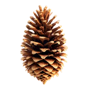 Pinecone Collection Set Png 06132024 PNG Image