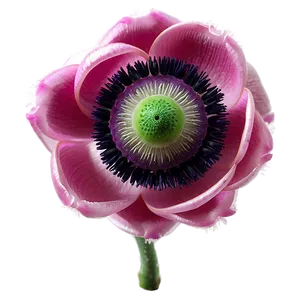 Pink Anemone Png Kun PNG Image