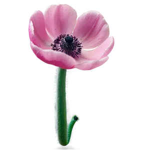 Pink Anemone Png Yil PNG Image