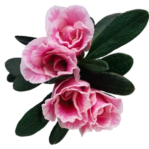 Pink Azalea Blooms Transparent Background PNG Image