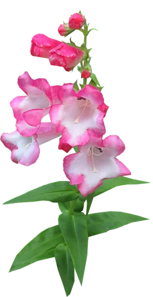 Pink Bicolor Snapdragon Flower PNG Image