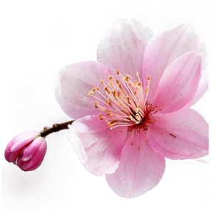 Pink Blossom Png 18 PNG Image