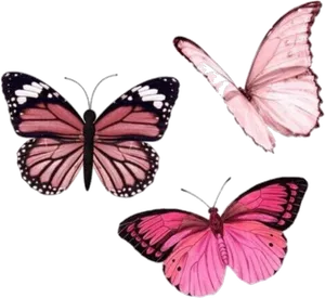 Pink Butterflies Trio PNG Image