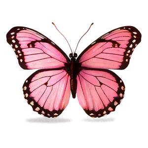 Pink Butterfly True Color Png Sxi55 PNG Image