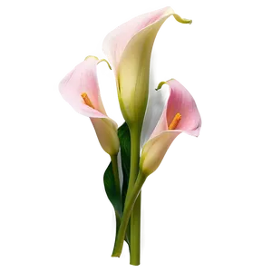 Pink Calla Lily Png Aok24 PNG Image