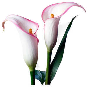 Pink Calla Lily Png Oys PNG Image