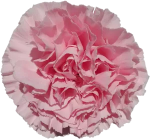 Pink Carnation Close Up PNG Image