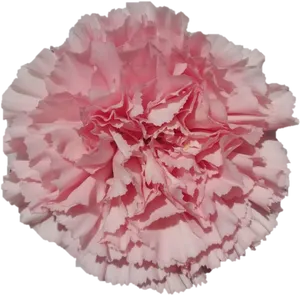 Pink Carnation Close Up PNG Image