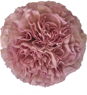 Pink Carnation Closeup PNG Image