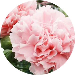 Pink Carnation Closeup PNG Image