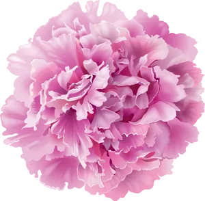 Pink Carnation Flower PNG Image