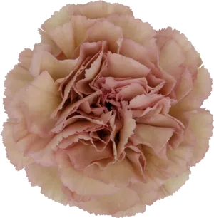 Pink Carnation Flower Closeup PNG Image