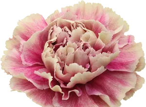 Pink Carnation Flower Isolated PNG Image