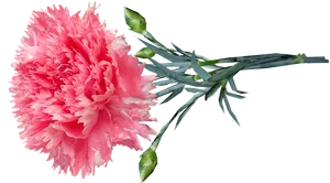 Pink Carnation Flower Transparent Background PNG Image