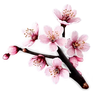 Pink Cherry Blossom Png 78 PNG Image