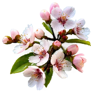 Pink Cherry Blossom Png Lcd PNG Image