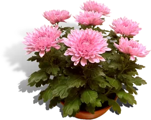 Pink Chrysanthemumsin Pot PNG Image